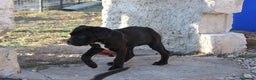Cane Corso cani in vendita: Cuccioli Cane Corso Selezionati - Annuncio 4