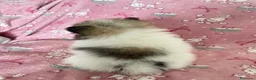 Volpino Pomerania cani in vendita: Adorabili cuccioli di Pomerania disponibili - Annuncio 4