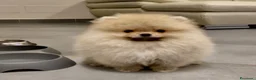 Spitz cani in vendita: Pomerania Spitz Toy nano  - Annuncio 1