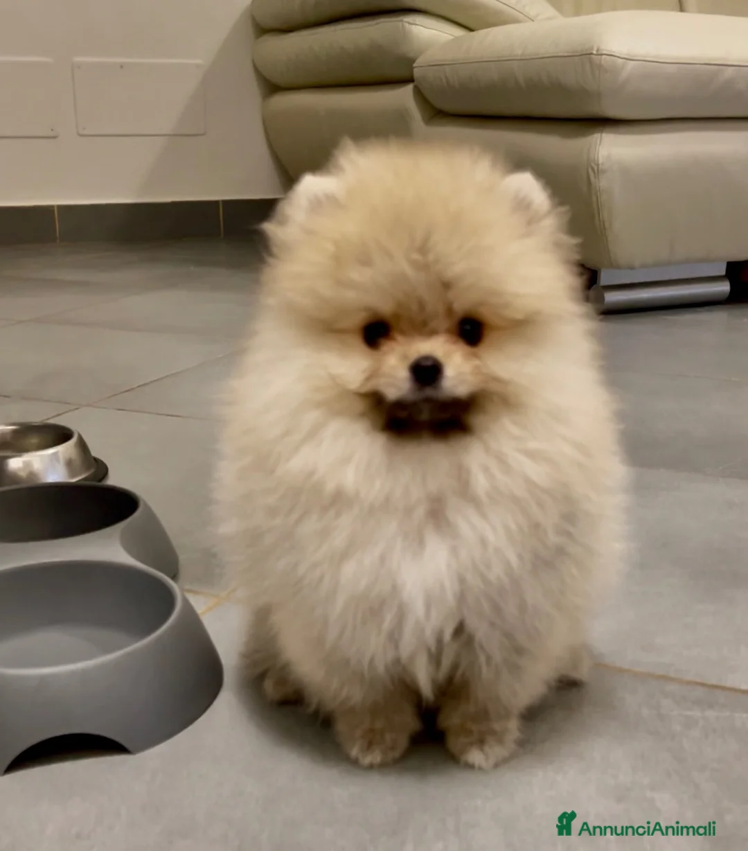 Spitz cani in vendita: Pomerania Spitz Toy nano  - Annuncio 1
