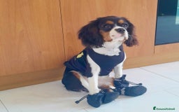 Cavalier King cani in vendita: Cavalier king charles spaniel di 1 anno a Provincia di Vicenza - Immagine 1