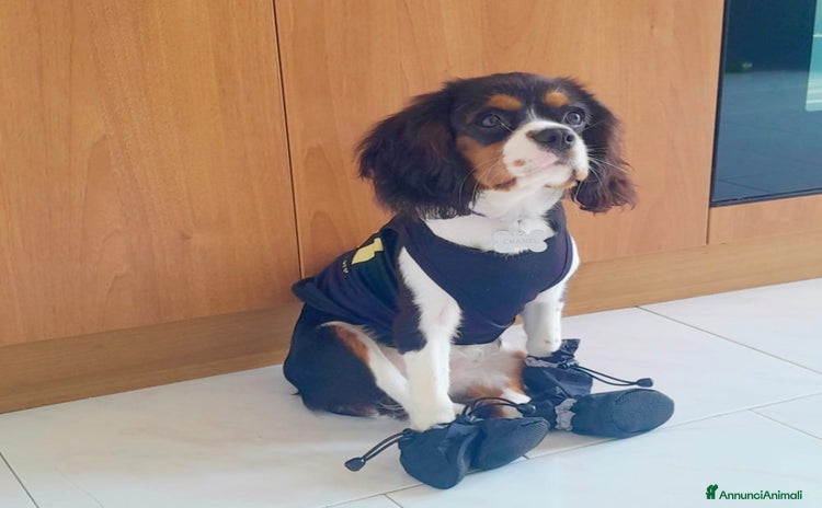 Cavalier King cani a Provincia di Vicenza - Annuncio 5