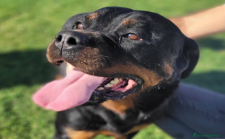 Rottweiler cani - Annuncio 1