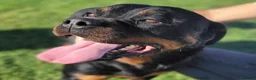 Rottweiler cani in regalo: Straordinaria Rottweiler di nome Beverly - Annuncio 1