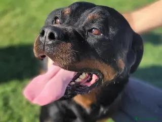 Rottweiler cani Straordinaria Rottweiler di nome Beverly - Annuncio 3