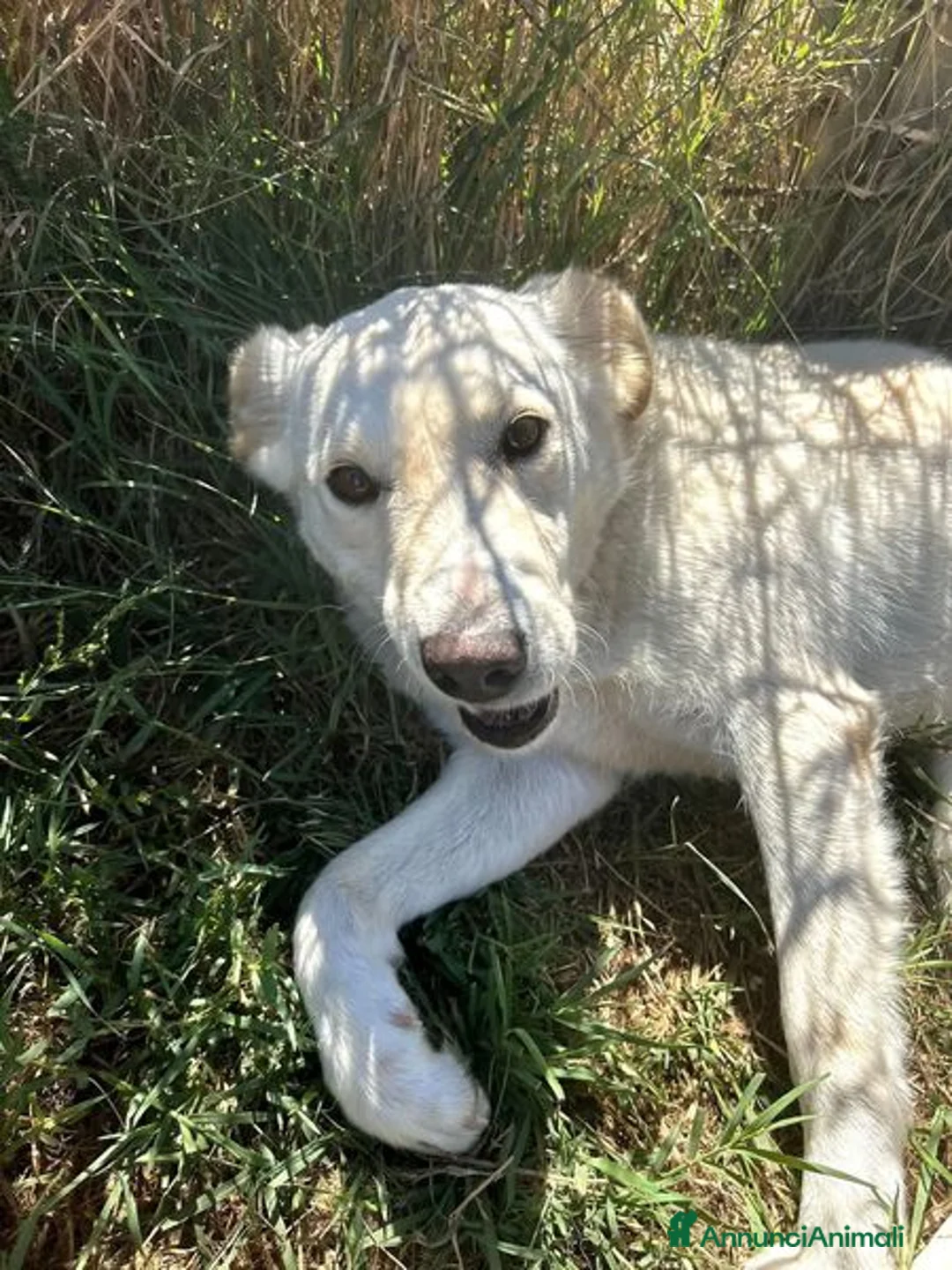 Labrador cani in regalo: Mafalda, labradorina mini a Provincia di Latina - Annuncio 6