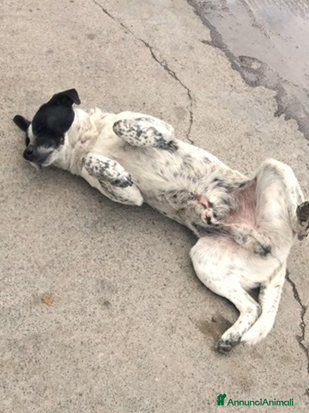 Meticcio cani in regalo: dolce tito in regalo a Città metropolitana di Catania - Annuncio 3