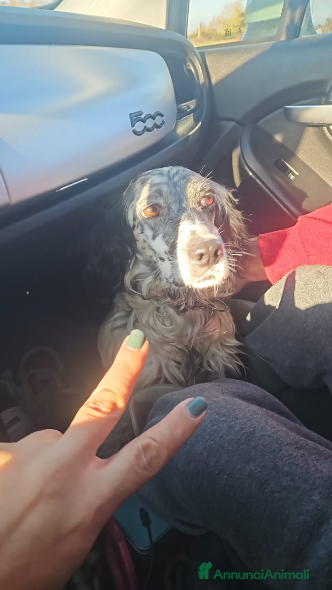 Setter Inglese cani in regalo: Coccinella: giovane dolcissima setterina  - Annuncio 9