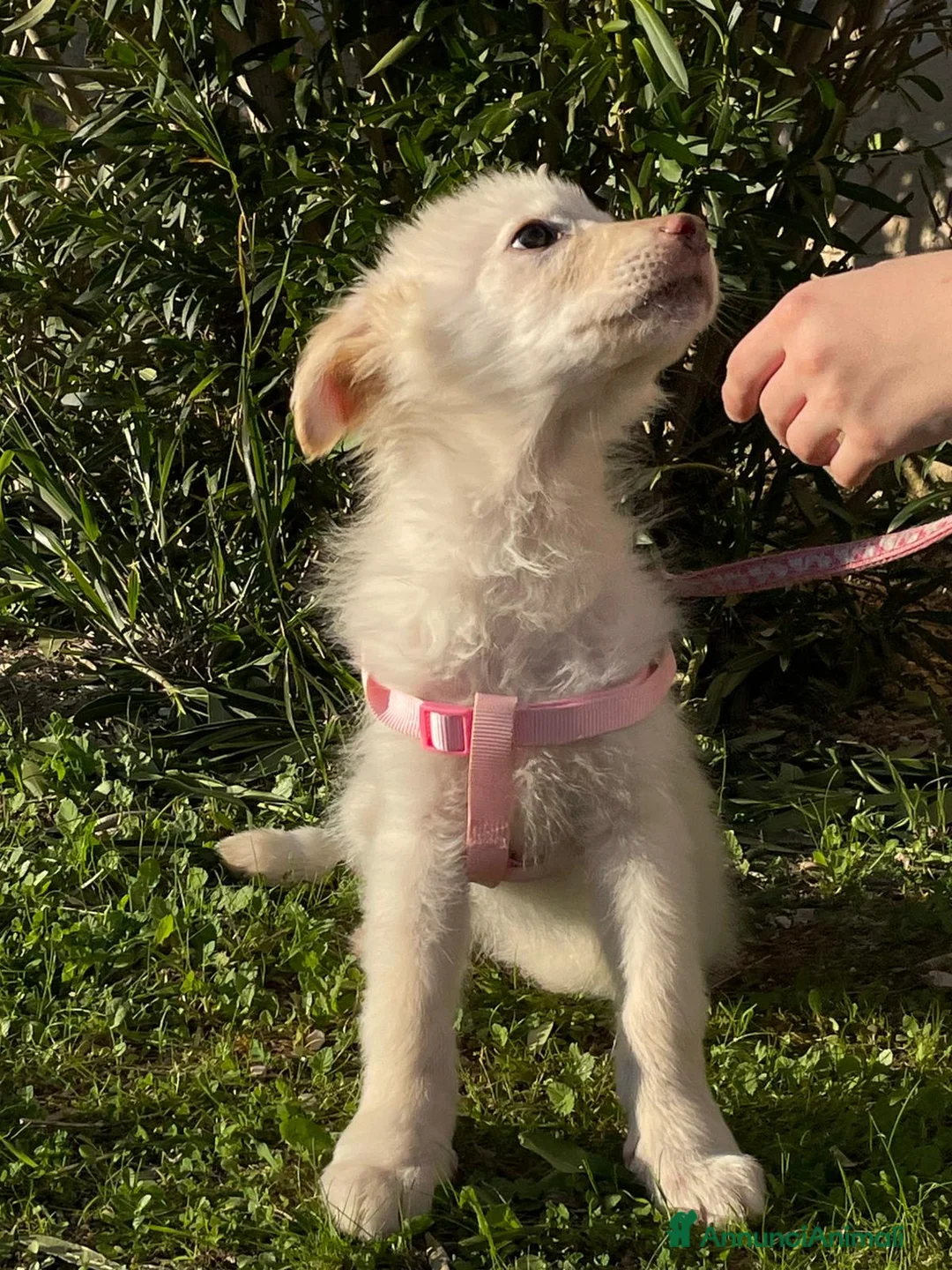 Meticcio cani in regalo: Ninfa, la cucciola rimasta sola - Annuncio 7