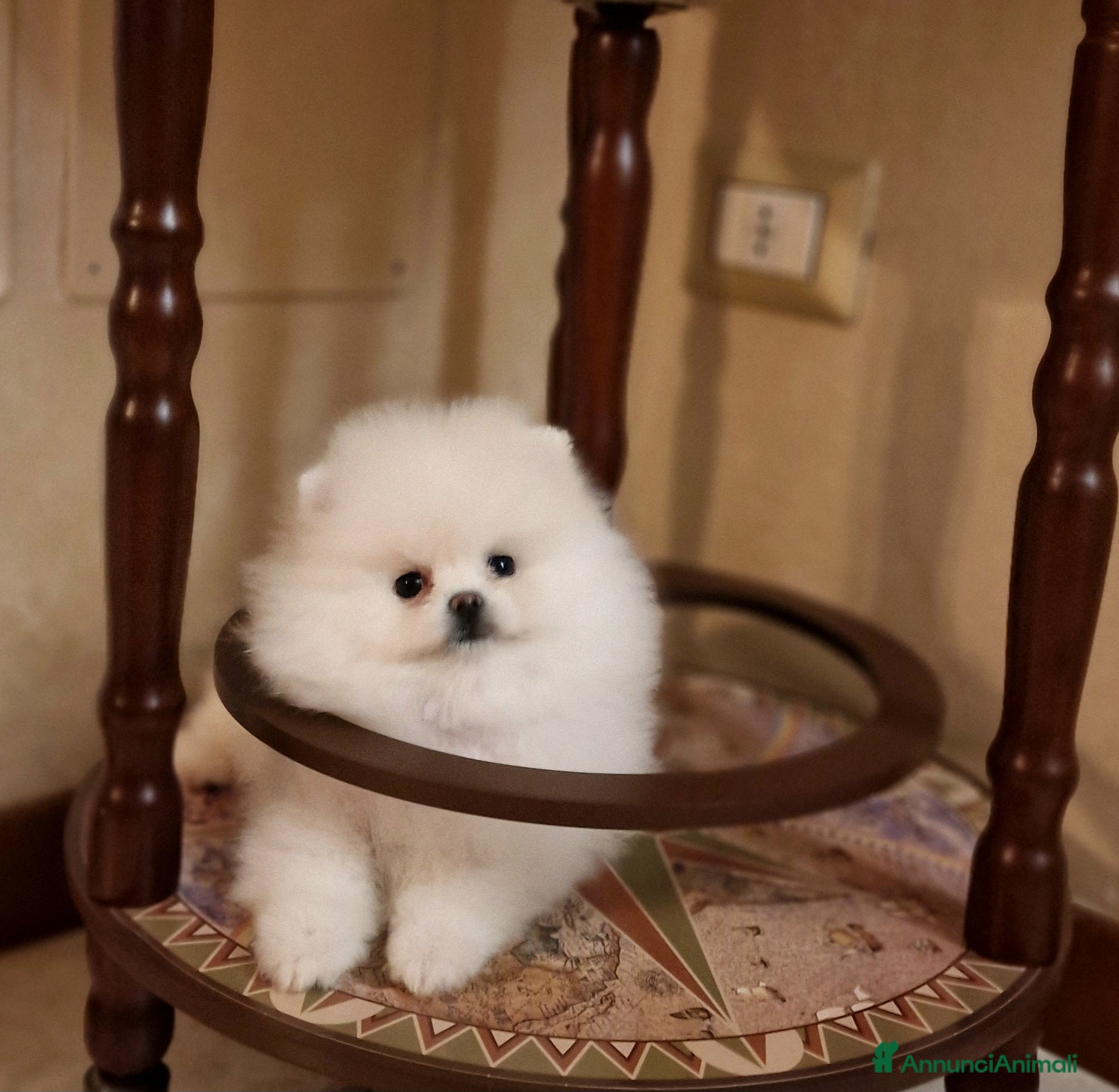 Spitz cani Spitz di Pomerania / Volpino tedesco nano - Annuncio 1