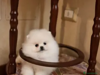 Spitz cani Spitz di Pomerania / Volpino tedesco nano - Annuncio 3