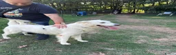 Pastore Svizzero cani in regalo: Gucci, uno splendido pastore svizzero - Annuncio 6