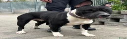 Meticcio cani in regalo: ZARA PIT TRISTE - Annuncio 7
