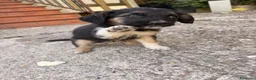 Meticcio cani in regalo: Dolci cagnoline cercano casa  - Annuncio 6