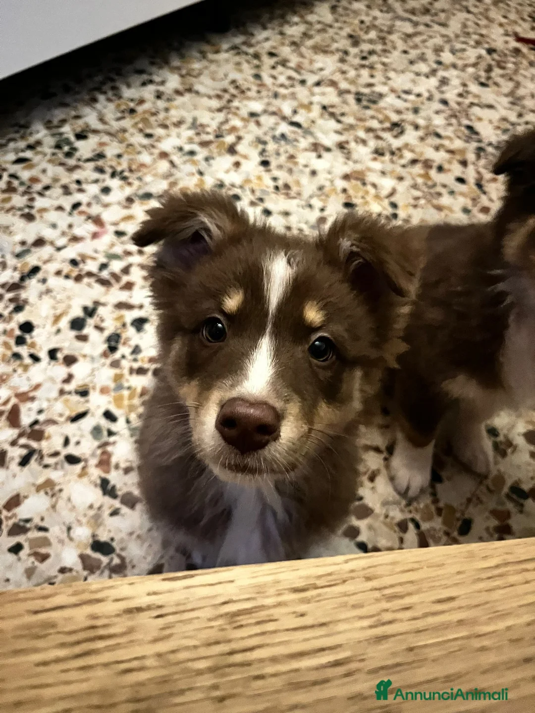 Australian Shepherd cani in vendita: Cucciole pastore australiano  - Annuncio 8