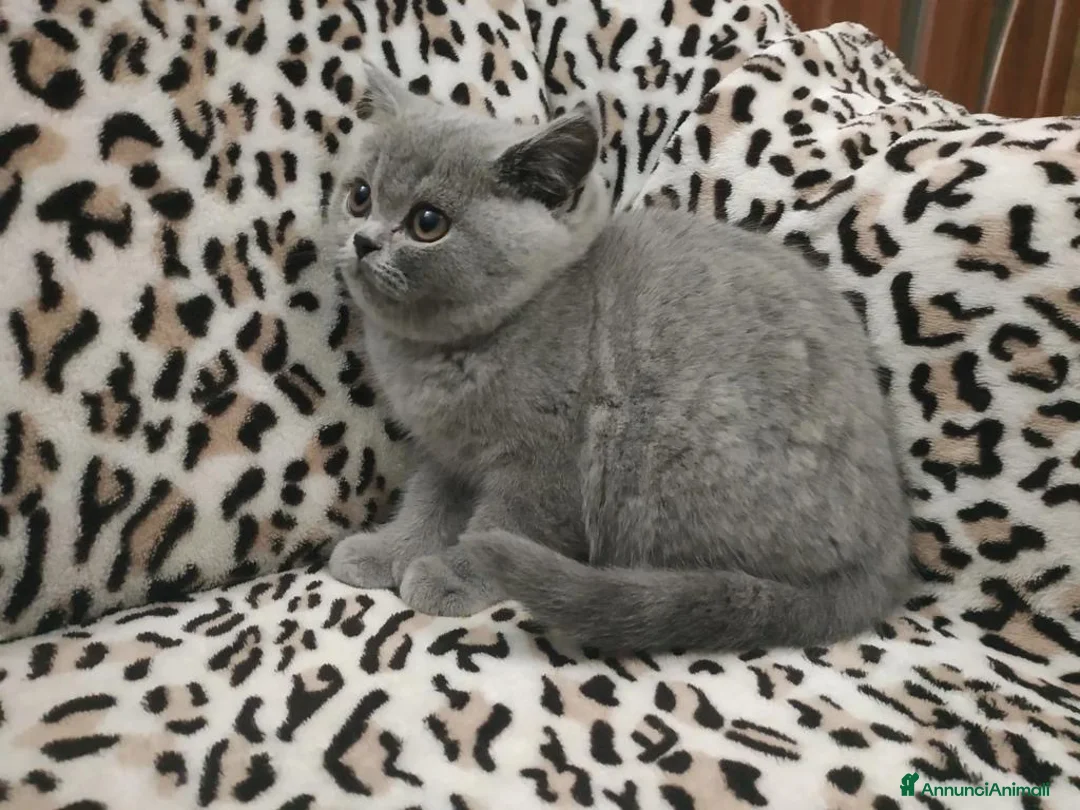 British gatti in vendita: British Shorthair  - Annuncio 4