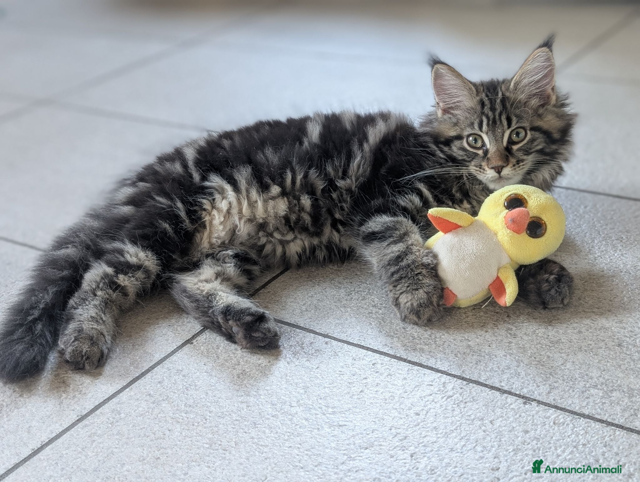 Maine Coon gatti Cucciole di Maine Coon  - Annuncio 8