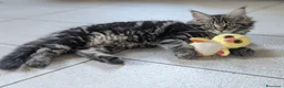 Maine Coon gatti in vendita: Cucciole di Maine Coon  - Annuncio 1