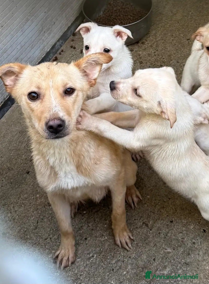 Meticcio cani 2cuccioli 3mesi e mamma 4anni tg contenuta.CALABR - Annuncio 7