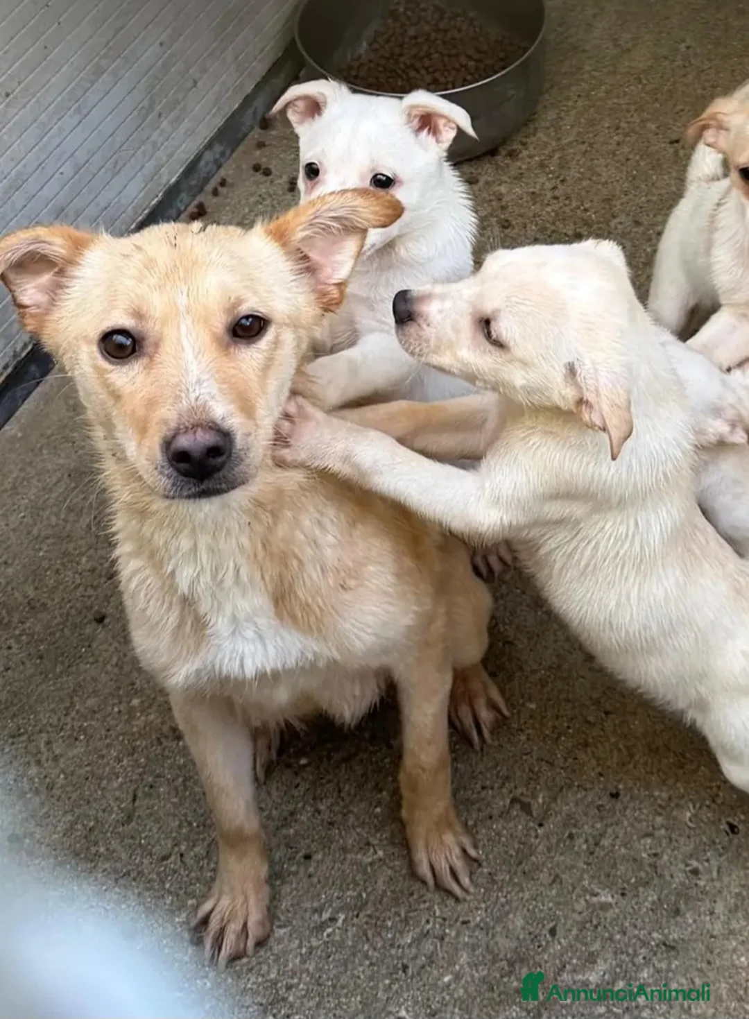 Meticcio cani in regalo: 2cuccioli 3mesi e mamma 4anni tg contenuta.CALABR - Annuncio 1