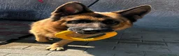 Pastore Tedesco cani in regalo: IBRA BELLISSIMO PASTORE TEDESCO - Annuncio 8