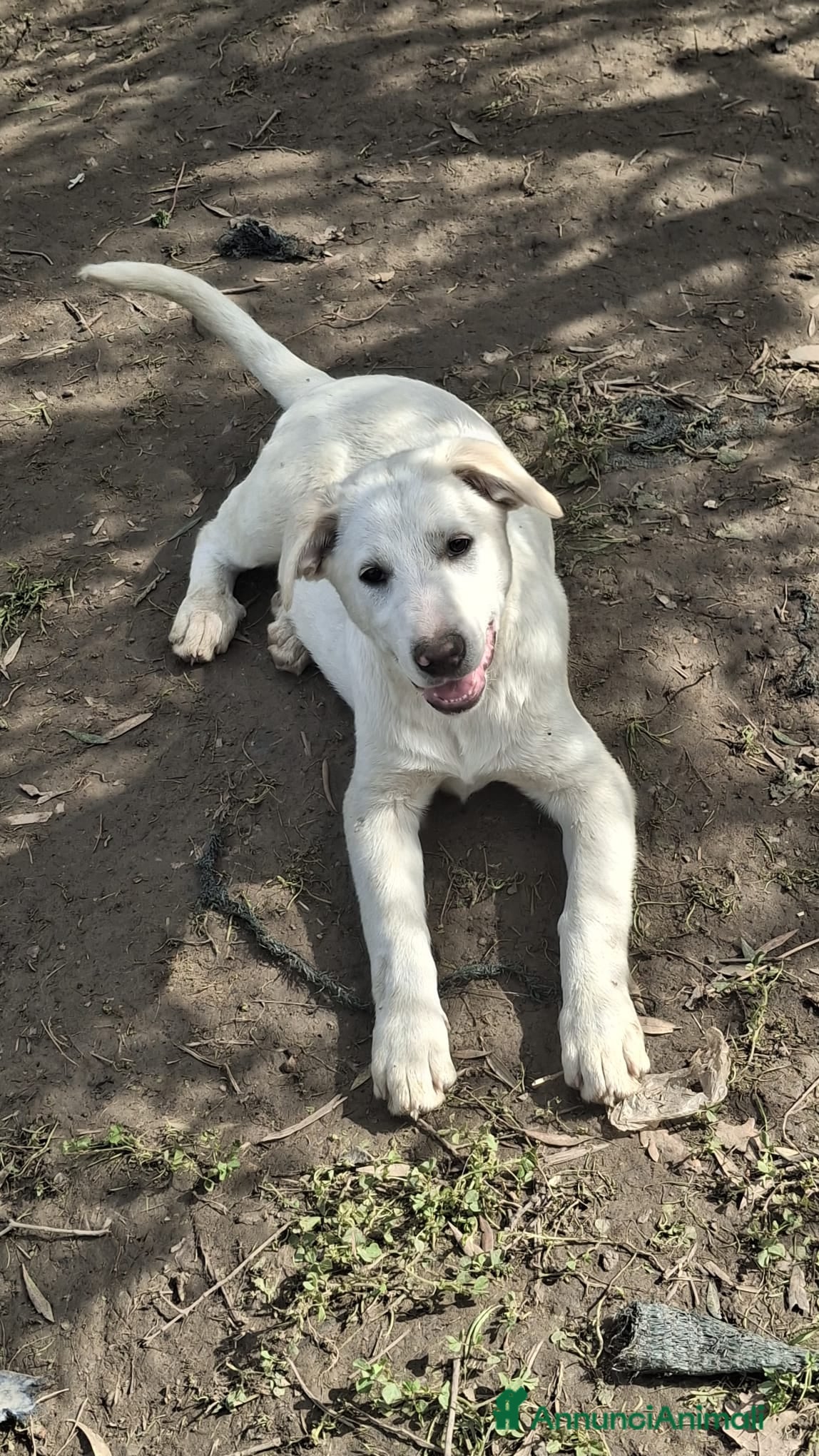 Meticcio cani LEO TI STA ASPETTANDO  - Annuncio 1