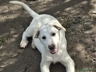 Meticcio cani LEO TI STA ASPETTANDO - Annuncio 1