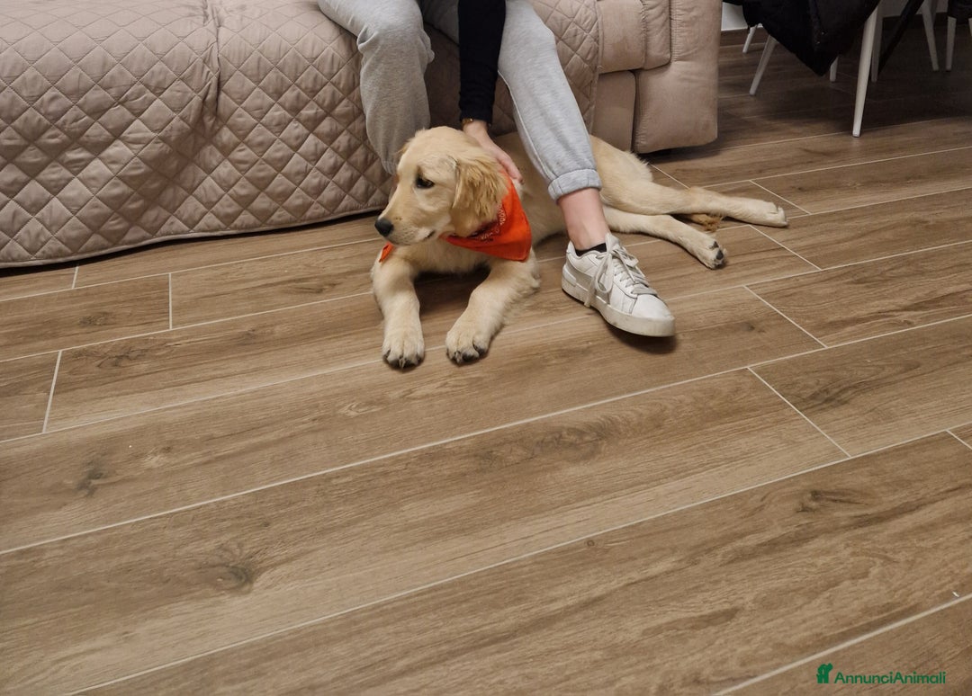 Golden Retriever cani in vendita: Nuova famiglia per Zoe - Annuncio 7