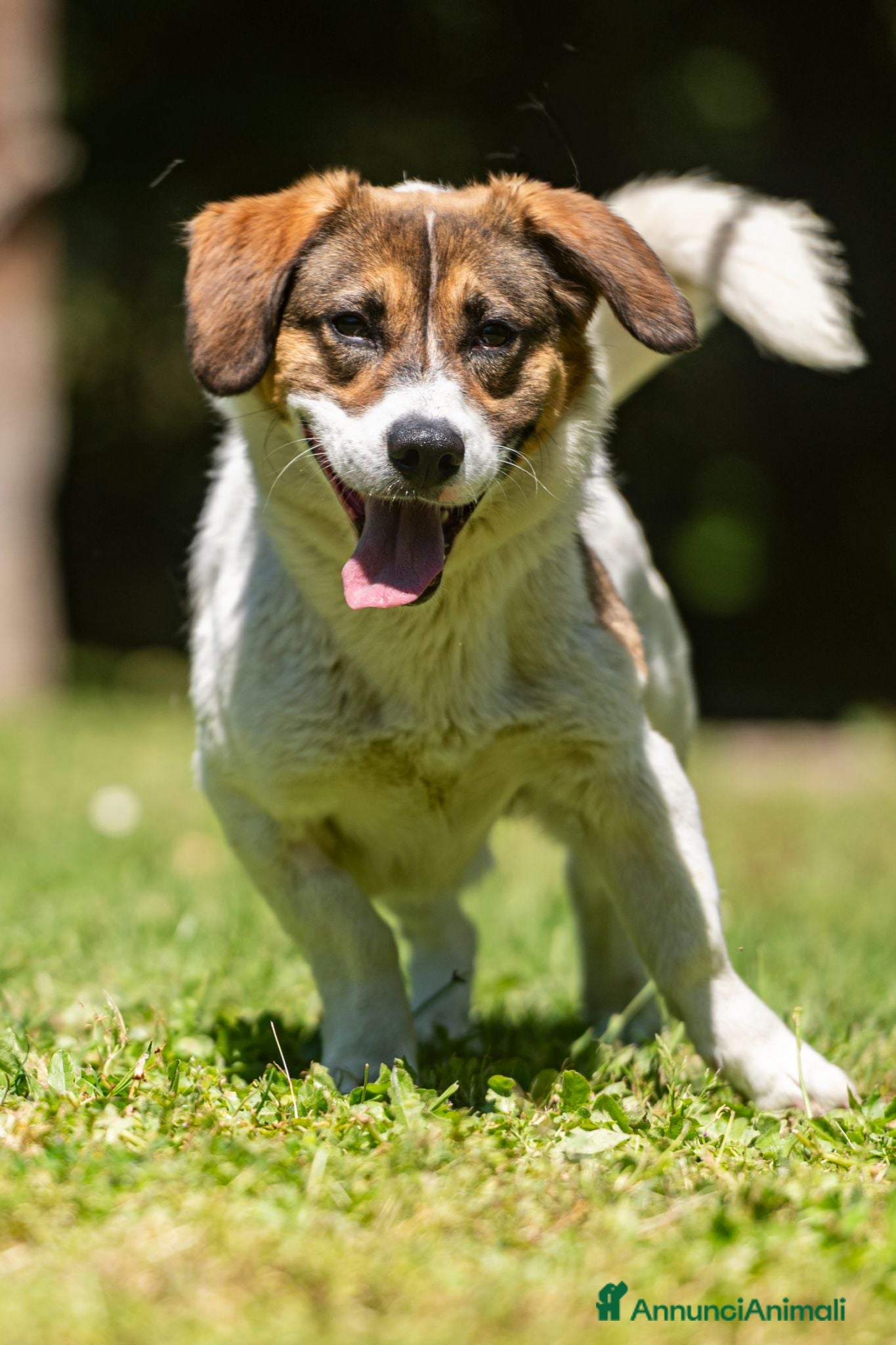 Meticcio cani SONO MASTRO LINDO E VI RIEMPIRO' LA CASA DI AMORE - Annuncio 4