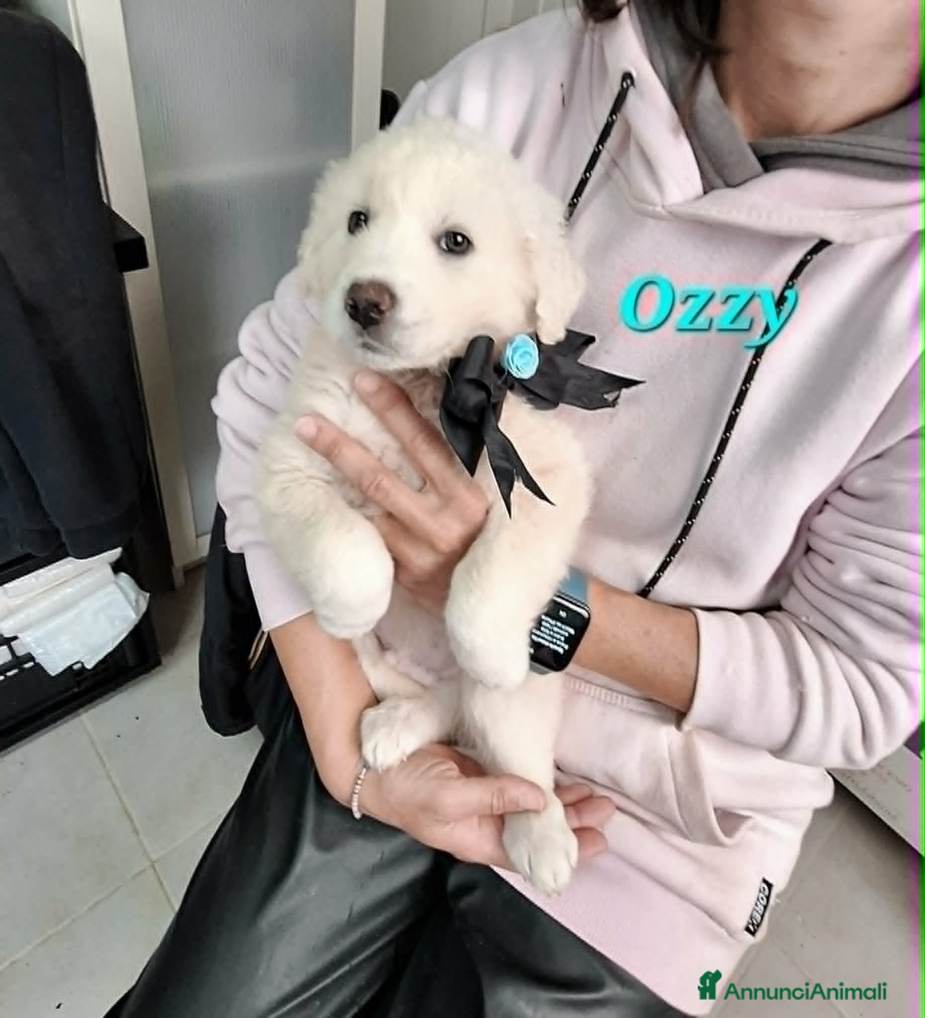 Meticcio cani Ozzy aspetta una bella famiglia  - Annuncio 28