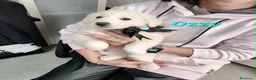 Meticcio cani in regalo: Ozzy aspetta una bella famiglia  - Annuncio 1
