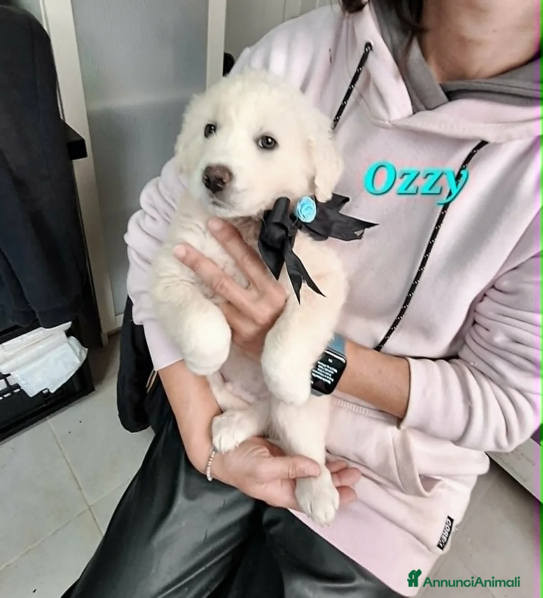 Meticcio cani in regalo: Ozzy aspetta una bella famiglia  - Annuncio 1