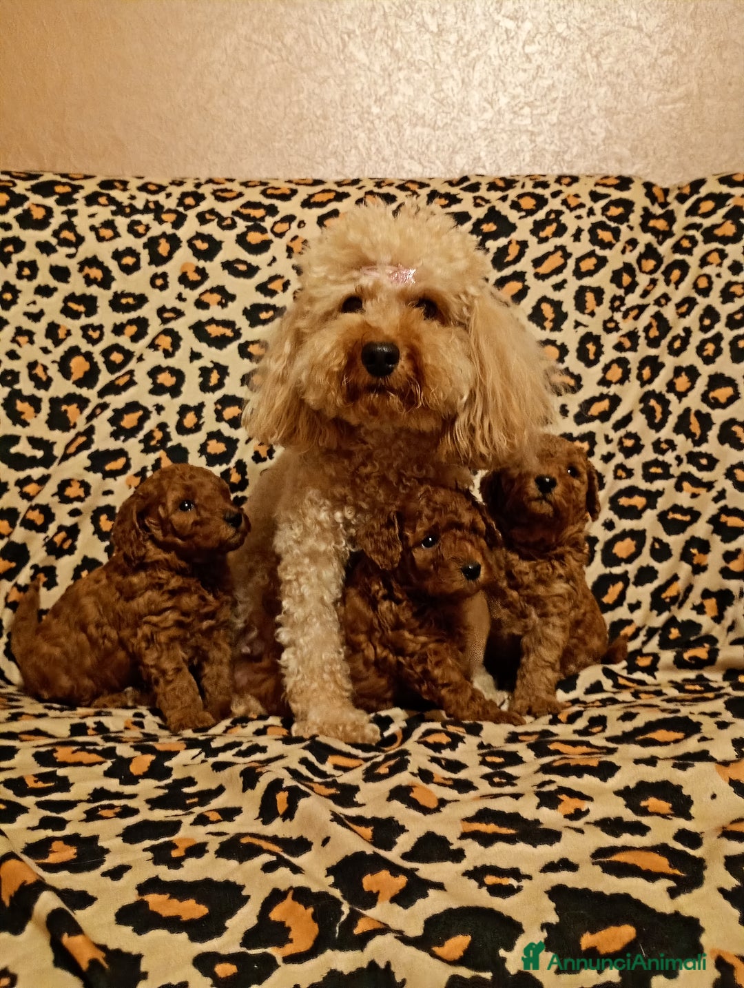 Barboncino Toy cani in vendita: Barboncini Toy Red  - Annuncio 1