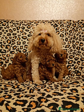 Barboncino Toy cani - Annuncio 1