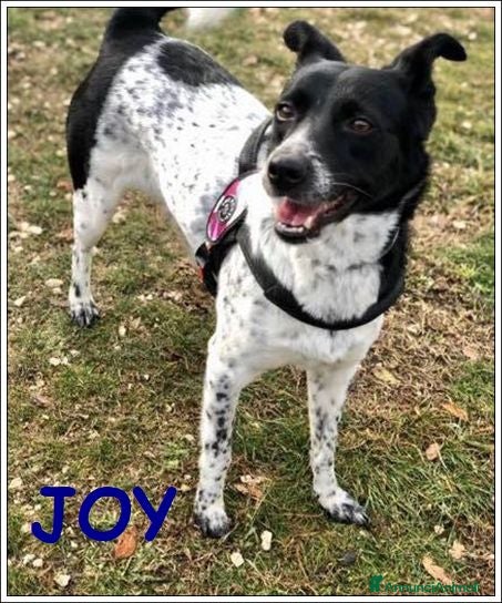 Meticcio cani JOY buona con tutti anche coi gatti! - Annuncio 27