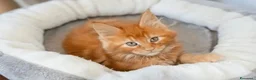 Maine Coon gatti in vendita: Cuccioli Maine coon con Pedigree  - Annuncio 9