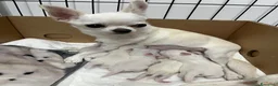 Chihuahua cani in vendita: Cuccioli di chihuahua  - Annuncio 10