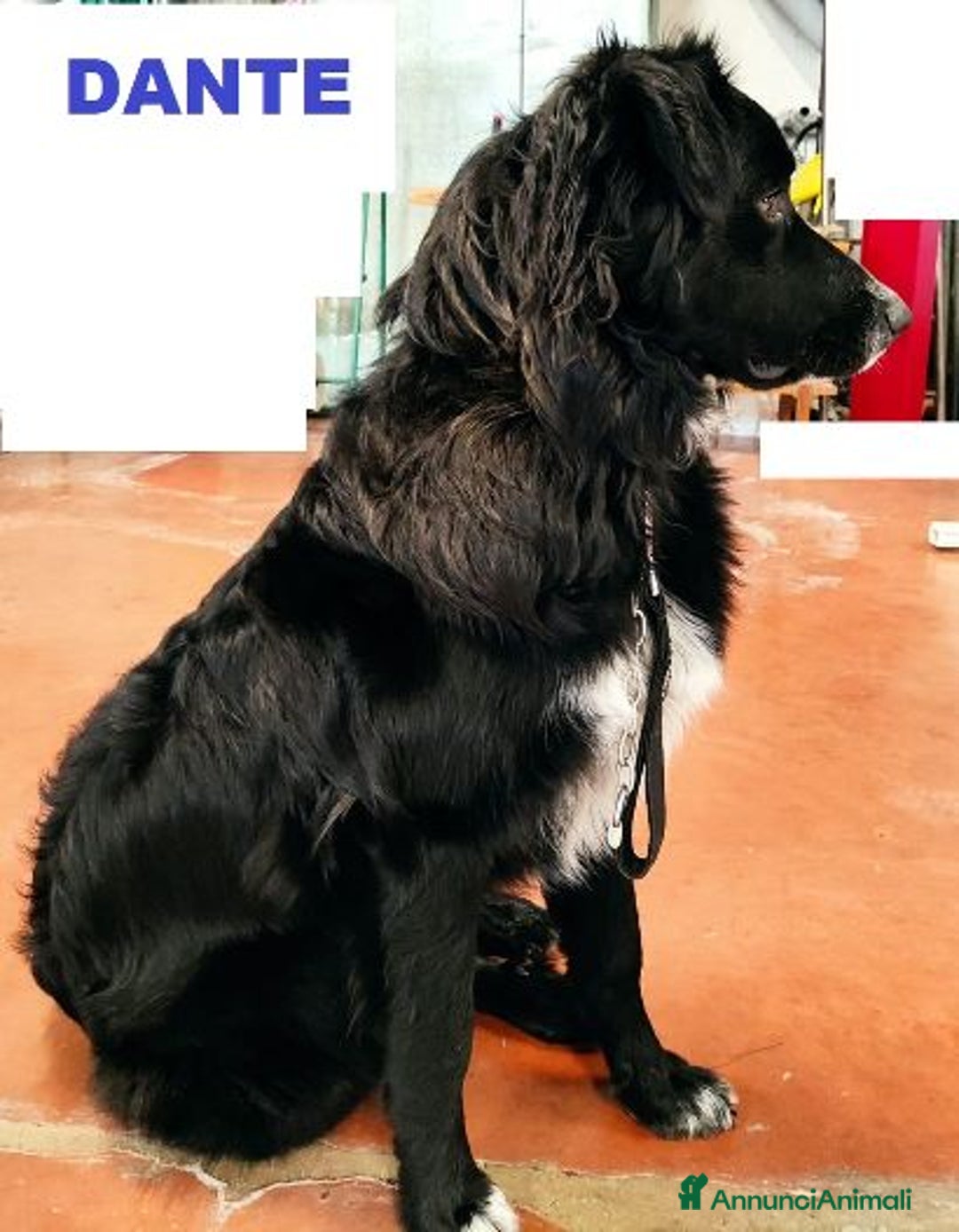 Meticcio cani in regalo: DANTE simil border affettuosissimo - Annuncio 3