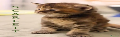 Maine Coon 4
