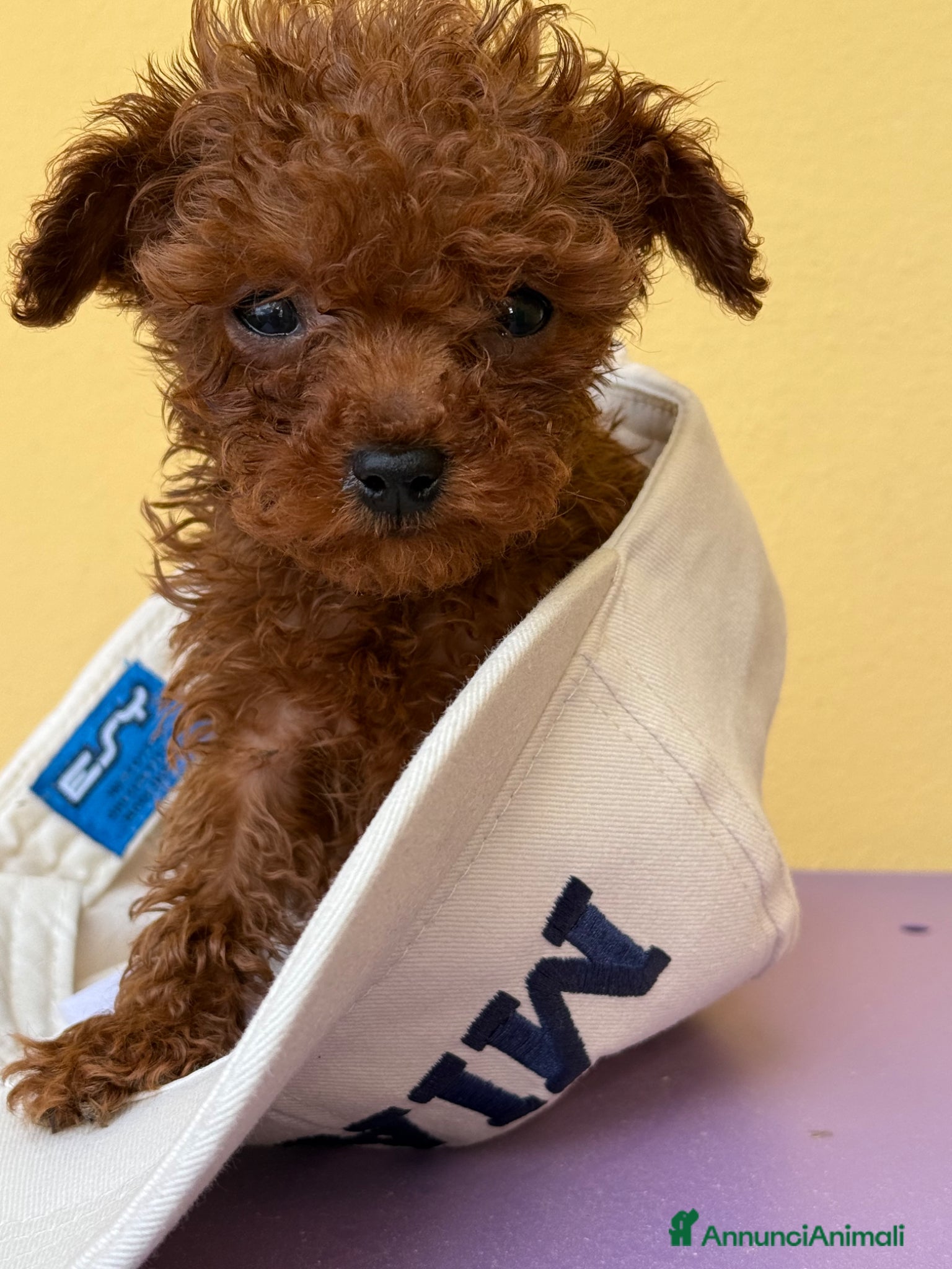Barbone cani Cuccioli barbone toy color fulvo - Annuncio 1