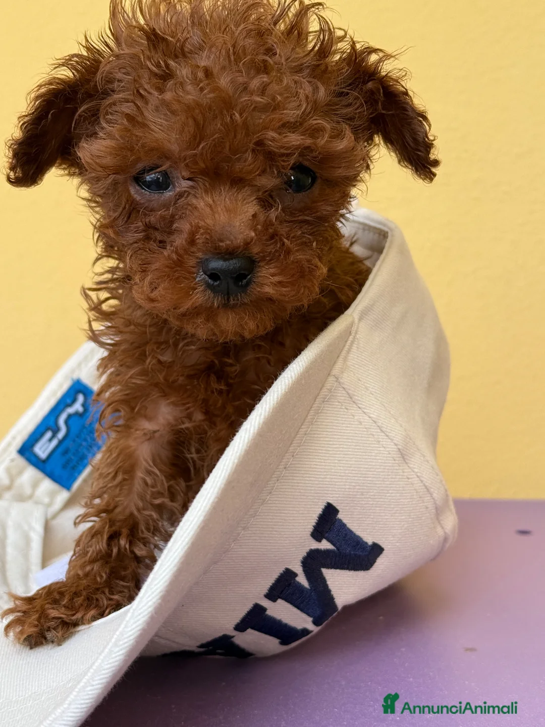 Barbone cani in vendita: Cuccioli barbone toy color fulvo - Annuncio 1