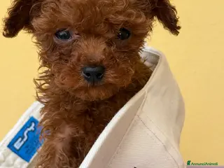 Barbone cani Cuccioli barbone toy color fulvo - Annuncio 4