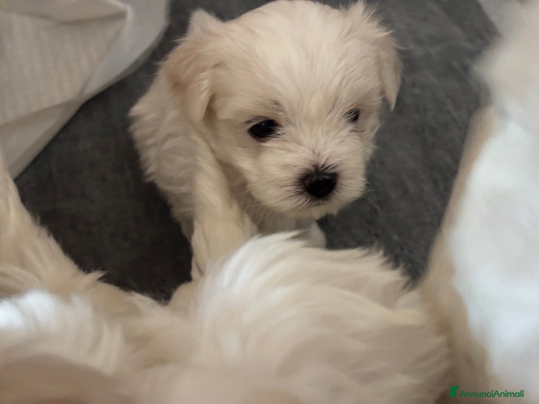 Maltese cani in vendita: Rimasti due cuccioli di maltese  a Provincia di Pesaro e Urbino - Immagine 7