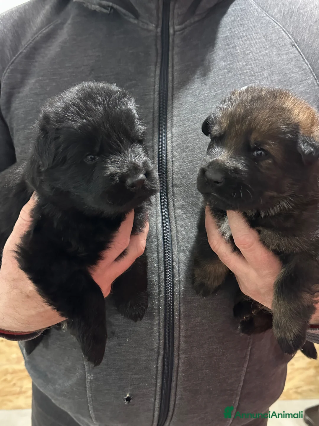 Pastore Tedesco cani in vendita: MERAVIGLIOSI PASTORI TEDESCHI DA LAVORO - Annuncio 2