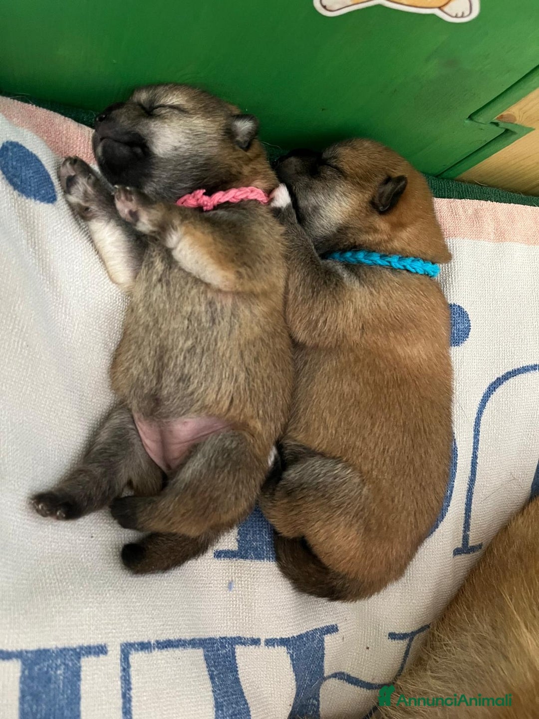 Shiba Inu cani in vendita: Cuccioli di Shiba Inu con genitori testati - Annuncio 16