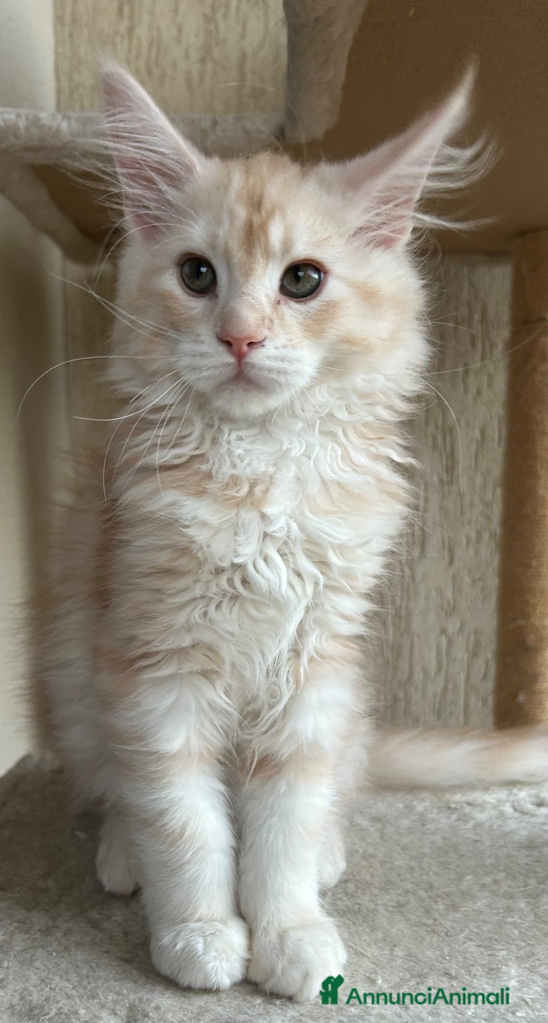 Maine Coon gatti Maine Coon  - Annuncio 1