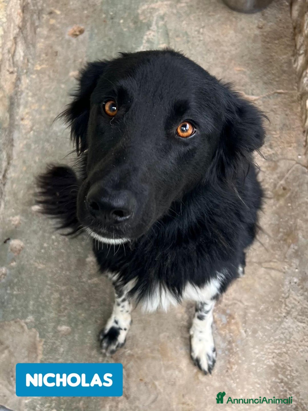 Border Collie cani in regalo: NICHOLAS BORDER COLLIE - Annuncio 3