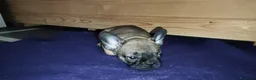 Bulldog Francese cani in vendita: Ultima cucciola di Bulldog francese cream - Annuncio 24
