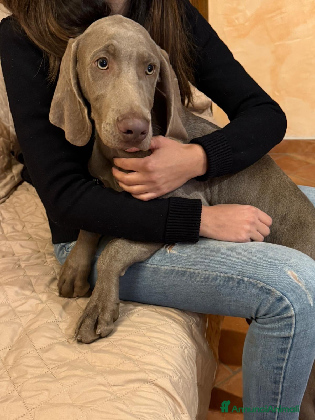 Weimaraner cani Cuccioli di Weimarainer - Annuncio 7