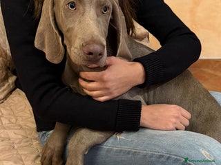 Weimaraner cani Cuccioli di Weimarainer - Annuncio 9